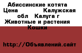 Абиссинские котята › Цена ­ 14 000 - Калужская обл., Калуга г. Животные и растения » Кошки   